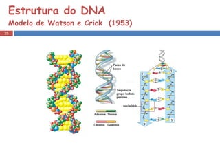 Estrutura do DNA  Modelo de Watson e Crick  (1953) 