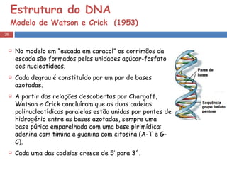 Estrutura do DNA Modelo de Watson e Crick  (1953) No modelo em “escada em caracol” os corrimãos da escada são formados pelas unidades açúcar-fosfato dos nucleotídeos. Cada degrau é constituído por um par de bases azotadas. A partir das relações descobertas por Chargaff, Watson e Crick concluíram que as duas cadeias polinucleotídicas paralelas estão unidas por pontes de hidrogénio entre as bases azotadas, sempre uma base púrica emparelhada com uma base pirimídica: adenina com timina e guanina com citosina (A-T e G-C). Cada uma das cadeias cresce de 5’ para 3´. 