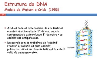 Estrutura do DNA Modelo de Watson e Crick  (1953) As duas cadeias desenvolvem-se em sentidos opostos; à extremidade 5´ de uma cadeia corresponde a extremidade 3´ da outra – as cadeias são antiparalelas. De acordo com os trabalhos de Rosalind Franklin e Wilkins, as duas cadeias polinucleotídicas enrolam-se helicoidalmente à volta de um mesmo eixo. 