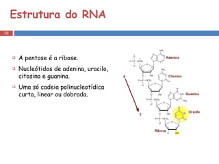 Estrutura do RNA A pentose é a ribose.  Nucleótidos de adenina, uracilo, citosina e guanina. Uma só cadeia polinucleotídica curta, linear ou dobrada.  