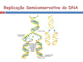Replicação Semiconservativa do DNA 