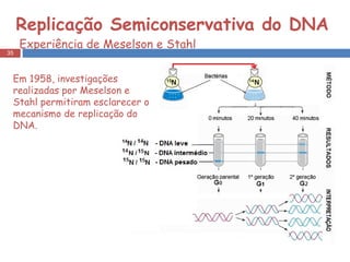 Replicação Semiconservativa do DNA  Experiência de Meselson e Stahl  Em 1958, investigações realizadas por Meselson e Stahl permitiram esclarecer o mecanismo de replicação do DNA. 