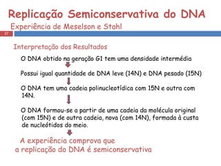 Replicação Semiconservativa do DNA  Experiência de Meselson e Stahl  Interpretação dos Resultados O DNA obtido na geração G1 tem uma densidade intermédia Possui igual quantidade de DNA leve (14N) e DNA pesado (15N) O DNA tem uma cadeia polinucleotídica com 15N e outra com 14N. O DNA formou-se a partir de uma cadeia da molécula original (com 15N) e de outra cadeia, nova (com 14N), formada à custa de nucleótidos do meio. A experiência comprova que  a replicação do DNA é semiconservativa 