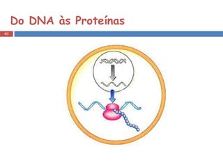 Do DNA às Proteínas 