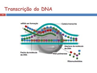 Transcrição do DNA 