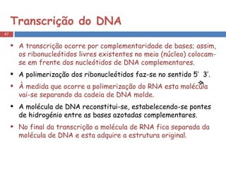 Transcrição do DNA A transcrição ocorre por complementaridade de bases; assim, os ribonucleótidos livres existentes no meio (núcleo) colocam-se em frente dos nucleótidos de DNA complementares. A polimerização dos ribonucleótidos faz-se no sentido 5’  3’. À medida que ocorre a polimerização do RNA esta molécula vai-se separando da cadeia de DNA molde. A molécula de DNA reconstitui-se, estabelecendo-se pontes de hidrogénio entre as bases azotadas complementares. No final da transcrição a molécula de RNA fica separada da molécula de DNA e esta adquire a estrutura original. 