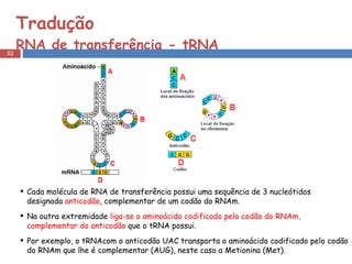 Tradução  RNA de transferência - tRNA Cada molécula de RNA de transferência possui uma sequência de 3 nucleótidos designada  anticodão , complementar de um codão do RNAm.  Na outra extremidade  liga-se o aminoácido codificado pelo codão do RNAm, complementar do anticodão  que o tRNA possui.  Por exemplo, o tRNAcom o anticodão UAC transporta o aminoácido codificado pelo codão do RNAm que lhe é complementar (AUG), neste caso a Metionina (Met).  