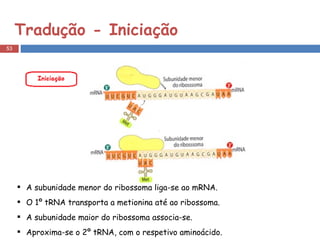 Tradução - Iniciação A subunidade menor do ribossoma liga-se ao mRNA. O 1º tRNA transporta a metionina até ao ribossoma. A subunidade maior do ribossoma associa-se. Aproxima-se o 2º tRNA, com o respetivo aminoácido. 