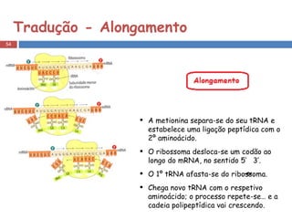 Tradução - Alongamento A metionina separa-se do seu tRNA e estabelece uma ligação peptídica com o 2º aminoácido. O ribossoma desloca-se um codão ao longo do mRNA, no sentido 5’  3’. O 1º tRNA afasta-se do ribossoma. Chega novo tRNA com o respetivo aminoácido; o processo repete-se… e a cadeia polipeptídica vai crescendo. 