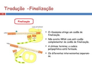 Tradução -Finalização O ribossoma atinge um codão de finalização. Não existe tRNA com anti-codão complementar do codão de finalização. A síntese termina; a cadeia polipeptídica está formada. Os diferentes intervenientes separam-se. 