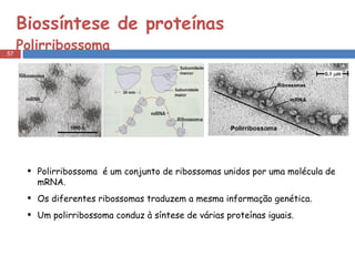 Biossíntese de proteínas Polirribossoma Polirribossoma  é um conjunto de ribossomas unidos por uma molécula de mRNA. Os diferentes ribossomas traduzem a mesma informação genética. Um polirribossoma conduz à síntese de várias proteínas iguais. 