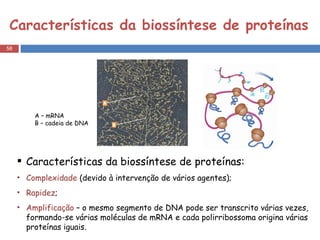 Características da biossíntese de proteínas A – mRNA  B – cadeia de DNA Características da biossíntese de proteínas: Complexidade  (devido à intervenção de vários agentes);  Rapidez ;  Amplificação  – o mesmo segmento de DNA pode ser transcrito várias vezes, formando-se várias moléculas de mRNA e cada polirribossoma origina várias proteínas iguais.  