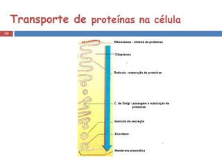 Transporte de  proteínas na célula 