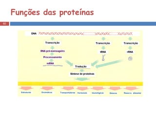 Funções das proteínas 