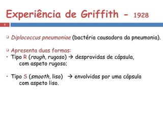Experiência de Griffith -  1928 Diplococcus pneumoniae   (bactéria causadora da pneumonia). Apresenta duas formas: Tipo  R  ( rough , rugoso)    desprovidas de cápsula,  com aspeto rugoso; Tipo  S  ( smooth , liso)    envolvidas por uma cápsula com aspeto liso. 
