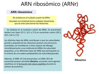 Ácidos nucleicos (UD 5).pptx