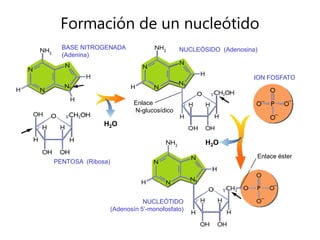 Formación de un nucleótido
H2O
BASE NITROGENADA
(Adenina)
PENTOSA (Ribosa)
NUCLEÓSIDO (Adenosina)
ION FOSFATO
Enlace
N-glucosídico
NUCLEÓTIDO
(Adenosín 5’-monofosfato)
Enlace éster
H2O
 