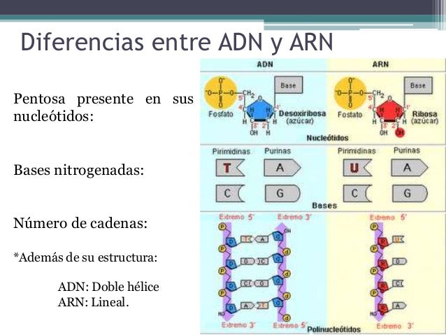 numero de cadenas en el adn y arn 225 cidos nucleicos vitaminas y minerales numero de cadenas en el adn y arn 225 cidos nucleicos vitaminas y minerales