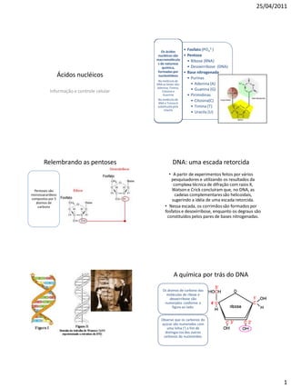 25/04/2011




                                              Os ácidos
                                                               • Fosfato (PO43-)
                                            nucléicos são      • Pentose
                                           macromolécula         • Ribose (RNA)
                                            s de natureza
                                               química,          • Desoxirribose (DNA)
                                            formadas por       • Base nitrogenada
                  Ácidos nucléicos          nucleotídeos
                                                                 • Purinas
                                            Na molécula de
                                           DNA as bases são:       • Adenina (A)
                                           Adenina, Timina,
           Informação e controle celular      Citosina e
                                                                   • Guanina (G)
                                               Guanina           • Pirimidinas
                                           Na molécula de          • Citosina(C)
                                           RNA a Timina é
                                           substituída pela        • Timina (T)
                                               Uracila
                                                                   • Uracila (U)




       Relembrando as pentoses                        DNA: uma escada retorcida
                                                   • A partir de experimentos feitos por vários
                                                    pesquisadores e utilizando os resultados da
                                                      complexa técnica de difração com raios X,
  Pentoses são                                       Watson e Crick concluíram que, no DNA, as
monossacarídeos                                        cadeias complementares são helicoidais,
compostos por 5                                      sugerindo a idéia de uma escada retorcida.
   átomos de
    carbono                                      • Nessa escada, os corrimãos são formados por
                                                 fosfatos e desoxirribose, enquanto os degraus são
                                                  constituídos pelos pares de bases nitrogenadas.




                                                       A química por trás do DNA

                                               Os átomos de carbono das
                                                 moléculas de ribose e
                                                   desoxirribose são
                                                numerados conforme a
                                                     figura ao lado:


                                              Observe que os carbonos do
                                              açúcar são numerados com
                                                 uma linha (‘) a fim de
                                                distingui-los dos outros
                                               carbonos do nucleotídeo.




                                                                                                       1
 