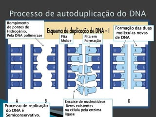 Processo de autoduplicação do DNA Rompimento de pontes de Hidrogênio,Pela DNA polimeraseFormação das duasmoléculas novas de DNAFitaMoldeFita emFormaçãoEncaixe de nucleotídeos livres existentes na célula pela enzima ligaseProcesso de replicaçãodo DNA é Semiconservativo.