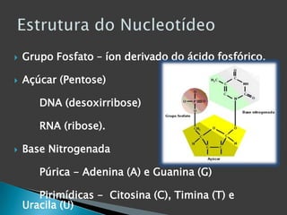  Grupo Fosfato – íon derivado do ácido fosfórico.Açúcar (Pentose)  		DNA (desoxirribose)  		RNA (ribose). Base Nitrogenada  		Púrica - Adenina (A) e Guanina (G) 		Pirimídicas -  Citosina (C), Timina (T) e Uracila (U) Estrutura do Nucleotídeo