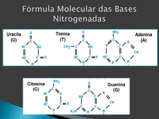 Fórmula Molecular das Bases Nitrogenadas