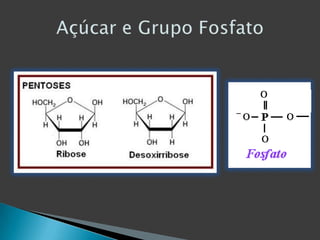 Açúcar e Grupo Fosfato
