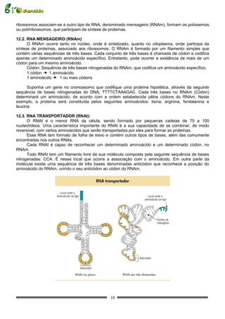 ribossomos associam-se a outro tipo de RNA, denominado mensageiro (RNAm), formam os políssemos
ou polirribossomos, que participam da síntese de proteínas.

12.2. RNA MENSAGEIRO (RNAm)
      O RNAm ocorre tanto no núcleo, onde é sintetizado, quanto no citoplasma, onde participa da
síntese de proteínas, associado aos ribossomos. O RNAm é formado por um filamento simples que
contém várias sequências de três bases. Cada conjunto de três bases é chamada de códon e codifica
apenas um determinado aminoácido específico. Entretanto, pode ocorrer a existência de mais de um
códon para um mesmo aminoácido.
      Códon: Sequência de três bases nitrogenadas do RNAm, que codifica um aminoácido específico.
      1 códon    1 aminoácido
      1 aminoácido     1 ou mais códons

      Suponha um gene no cromossomo que codifique uma proteína hipotética, através da seguinte
sequência de bases nitrogenadas do DNA; TTTTCTAAAGAC. Cada três bases no RNAm (Códon)
determinará um aminoácido, de acordo com a ordem estabelecida pêlos códons do RNAm. Neste
exemplo, a proteína será constituída pelos seguintes aminoácidos: lisina, arginina, fenilalanina e
leucina.

12.3. RNA TRANSPORTADOR (RNAt):
      O RNAt é o menor RNA da célula, sendo formado por pequenas cadeias de 75 a 100
nucleotídeos. Uma característica importante do RNAt é a sua capacidade de se combinar, de modo
reversível, com certos aminoácidos que serão transportados por eles para formar as proteínas.
      Esse RNA tem formato de folha de trevo e contém outros tipos de bases, além das comumente
encontradas nos outros RNAs.
      Cada RNAt é capaz de reconhecer um determinado aminoácido e um determinado códon, no
RNAm.
      Todo RNAt tem um filamento livre de sua molécula composta pela seguinte sequência de bases
nitrogenadas: CCA. É nesse local que ocorre a associação com o aminoácido. Em outra parte da
molécula existe uma sequência de três bases denominadas anticódon que reconhece a posição do
aminoácido do RNAm, unindo o seu anticódon ao códon do RNAm.




                                               10
 