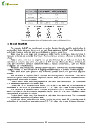 Representação esquemática de RNAt associados aos aminoácidos específicos.

13. CÓDIGO GENÉTICO

       As moléculas de DNA são consideradas as mestras da vida. São elas que têm as instruções de
como produzir todas as partes de um novo ser vivo. Essa capacidade do DNA é exercida através do
controle da síntese de proteínas, o componente básico de todos os seres vivos.
       Cada célula de nosso corpo está produzindo, a cada instante, centenas de tipos diferentes de
moléculas proteínas, as quais irão determinar o funcionamento, o tamanho, a forma e a estrutura das
células.
       Pode-se dizer, sem risco de engano, que as características de um indivíduo resultam das
proteínas que formam o seu corpo. Uma vez que o DNA controla a fabricação dessas proteínas, ela
acaba por determinar e controlar praticamente todas as nossas características, sejam elas físicas,
fisiológicas e até comportamentais.
       As receitas bioquímicas para a fabricação das moléculas de proteínas estão escritas em códigos –
o código genético - na molécula de DNA. A reação para cada molécula de proteína constitui um gene.
       Tanto DNA, RNA, como proteínas são moléculas grandes, constituídas por várias pequenas
unidades.
       Nos três casos, a sequência destas unidades tem uma importância fundamental. É fácil então
aceitar que haja uma relação entre estas sequências. De fato, a sequência de bases do DNA condiciona
a sequência de aminoácidos da proteína.
       Como já foi dito antes, na codificação genética, cada trinca de nucleotídeos do DNA corresponde
a um aminoácido na proteína codificada no gene.
       Um simples cálculo matemático nos permite concluir que podem existir 64 trincas diferentes de
nucleotídeos. A combinação de quatro elementos (A, G, T, C), três a três, fornece 64 trincas diferentes.
       Nos três casos, a sequência destas unidades tem uma importância fundamental. É fácil então
aceitar que haja uma relação entre estas sequências. De fato, a sequência de bases do DNA condiciona
a sequência de aminoácidos da proteína.
       Como já foi dito antes, na codificação genética, cada trinca de nucleotídeos do DNA corresponde
a um aminoácido na proteína codificada no gene.
       Um simples cálculo matemático nos permite concluir que podem existir 64 trincas diferentes de
nucleotídeos. A combinação de quatro elementos (A, G, T, C), três a três, fornece 64 trincas diferentes.




                                                      11
 