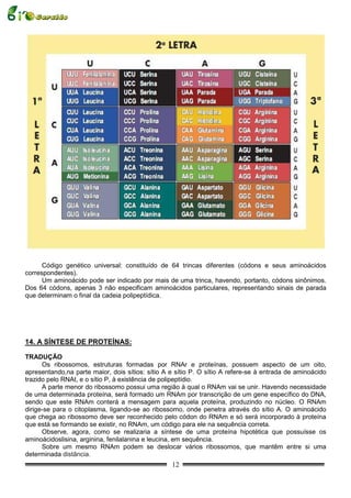 Código genético universal: constituído de 64 trincas diferentes (códons e seus aminoácidos
correspondentes).
      Um aminoácido pode ser indicado por mais de uma trinca, havendo, portanto, códons sinônimos.
Dos 64 códons, apenas 3 não especificam aminoácidos particulares, representando sinais de parada
que determinam o final da cadeia polipeptídica.




14. A SÍNTESE DE PROTEÍNAS:

TRADUÇÃO
      Os ribossomos, estruturas formadas por RNAr e proteínas, possuem aspecto de um oito,
apresentando,na parte maior, dois sítios: sítio A e sítio P. O sítio A refere-se à entrada de aminoácido
trazido pelo RNAt, e o sítio P, à existência de polipeptídio.
      A parte menor do ribossomo possui uma região à qual o RNAm vai se unir. Havendo necessidade
de uma determinada proteína, será formado um RNAm por transcrição de um gene específico do DNA,
sendo que este RNAm conterá a mensagem para aquela proteína, produzindo no núcleo. O RNAm
dirige-se para o citoplasma, ligando-se ao ribossomo, onde penetra através do sítio A. O aminoácido
que chega ao ribossomo deve ser reconhecido pelo códon do RNAm e só será incorporado à proteína
que está se formando se existir, no RNAm, um código para ele na sequência correta.
      Observe, agora, como se realizaria a síntese de uma proteína hipotética que possuísse os
aminoácidoslisina, arginina, fenilalanina e leucina, em sequência.
      Sobre um mesmo RNAm podem se deslocar vários ribossomos, que mantêm entre si uma
determinada distância.
                                                  12
 