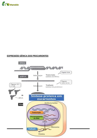 EXPRESSÃO GÊNICA DOS PROCARIONTES




                                15
 