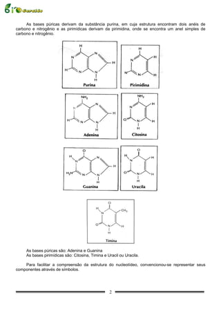 As bases púricas derivam da substância purina, em cuja estrutura encontram dois anéis de
carbono e nitrogênio e as pirimídicas derivam da pirimidina, onde se encontra um anel simples de
carbono e nitrogênio.




     As bases púricas são: Adenina e Guanina
     As bases pirimídicas são: Citosina, Timina e Uracil ou Uracila.

    Para facilitar a compreensão da estrutura do nucleotídeo, convencionou-se representar seus
componentes através de símbolos.




                                                   2
 