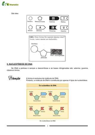 São eles:




5. NUCLEOTÍDEOS DO DNA

       No DNA a pentose é sempre a desoxirribose e as bases nitrogenadas são: adenina, guanina,
citosina e timina.



                      A timina é exclusiva da molécula de DNA.
                      Portanto, a molécula de DNA é constituída por apenas 4 tipos de nucleotídeos.




                                      Os nucleotídeos do DNA


                                                3
 