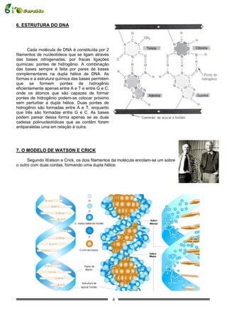 6. ESTRUTURA DO DNA




      Cada molécula de DNA é constituída por 2
filamentos de nucleotídeos que se ligam através
das bases nitrogenadas, por fracas ligações
químicas: pontes de hidrogênio. A combinação
das bases sempre é feita por pares de bases
complementares na dupla hélice de DNA. As
formas e a estrutura química das bases permitem
que se formem pontes de hidrogênio
eficientemente apenas entre A e T e entre G e C,
onde os átomos que são capazes de formar
pontes de hidrogênio podem-se colocar próximo
sem perturbar a dupla hélice. Duas pontes de
hidrogênio são formadas entre A e T, enquanto
que três são formadas entre G e C. As bases
podem parear dessa forma apenas se as duas
cadeias polinucleotídicas que as contêm forem
antiparalelas uma em relação à outra.




7. O MODELO DE WATSON E CRICK

      Segundo Watson e Crick, os dois filamentos da molécula enrolam-se um sobre
o outro com duas cordas, formando uma dupla hélice.




                                                   4
 