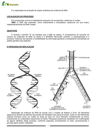 É a capacidade de produção de cópias autênticas da molécula de DNA.


LOCALIZAÇÃO DO PROCESSO

     Em procariontes ocorre na hialoplasma enquanto nos eucariontes, realiza-se no núcleo.
     OBS: O DNA das organelas, como mitocôndrias e cloroplastos, duplica-se em sua matriz,
independentemente do DNA nuclear.


OBJETIVOS

     É durante o período “S” da interfase que o DNA se replica. A consequência do aumento do
número de moléculas de DNA na célula é a DIVISÃO CELULAR, portanto, a autoduplicação é o
processo molecular que garante a herdabilidade da informação genética e conseqüente manutenção do
padrão genético das espécies.


O PROCESSO DE REPLICAÇÃO




      Replicação da molécula de DNA de acordo com o modelo de Walson e Crick. Os filamentos
separam-se através da abertura das pontes de hidrogênio dos pares de bases. Cada um dos filamentos
originais funciona como um molde ao longo do qual um novo filamento complementar se forma,
incorporando os nucleotídeos disponíveis na célula. Pesquisas posteriores resultaram em modificações
de alguns detalhes deste processo, conforme explicado sumariamente no texto, permanecendo o
princípio geral, porém, inalterado.
                                                 7
 