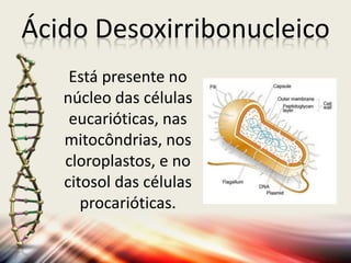 Ácido Desoxirribonucleico
Está presente no
núcleo das células
eucarióticas, nas
mitocôndrias, nos
cloroplastos, e no
citosol das células
procarióticas.
 