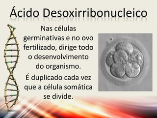 Ácido Desoxirribonucleico
Nas células
germinativas e no ovo
fertilizado, dirige todo
o desenvolvimento
do organismo.
É duplicado cada vez
que a célula somática
se divide.
 