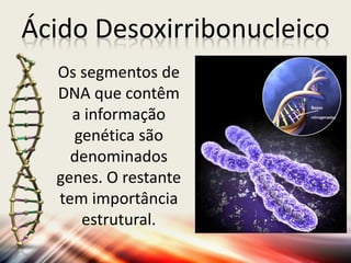 Ácido Desoxirribonucleico
Os segmentos de
DNA que contêm
a informação
genética são
denominados
genes. O restante
tem importância
estrutural.
 