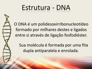 Estrutura - DNA
O DNA é um polidesoxirribonucleotídeo
formado por milhares destes e ligados
entre si através de ligação fosfodiéster.
Sua molécula é formada por uma fita
dupla antiparalela e enrolada.
 