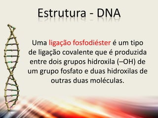 Estrutura - DNA
Uma ligação fosfodiéster é um tipo
de ligação covalente que é produzida
entre dois grupos hidroxila (–OH) de
um grupo fosfato e duas hidroxilas de
outras duas moléculas.
 