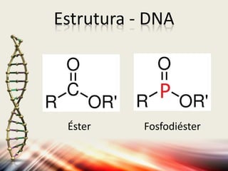 Éster
Estrutura - DNA
Fosfodiéster
 