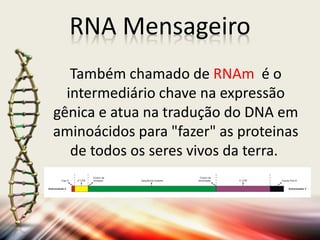 Também chamado de RNAm é o
intermediário chave na expressão
gênica e atua na tradução do DNA em
aminoácidos para "fazer" as proteinas
de todos os seres vivos da terra.
RNA Mensageiro
 