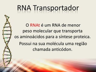 O RNAt é um RNA de menor
peso molecular que transporta
os aminoácidos para a síntese proteica.
Possui na sua molécula uma região
chamada anticódon.
RNA Transportador
 