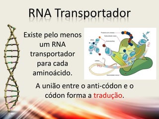 Existe pelo menos
um RNA
transportador
para cada
aminoácido.
RNA Transportador
A união entre o anti-códon e o
códon forma a tradução.
 