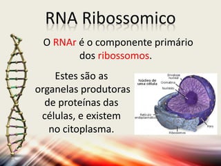 Estes são as
organelas produtoras
de proteínas das
células, e existem
no citoplasma.
RNA Ribossomico
O RNAr é o componente primário
dos ribossomos.
 