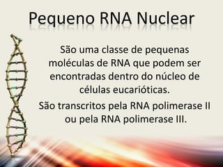 Pequeno RNA Nuclear
São uma classe de pequenas
moléculas de RNA que podem ser
encontradas dentro do núcleo de
células eucarióticas.
São transcritos pela RNA polimerase II
ou pela RNA polimerase III.
 