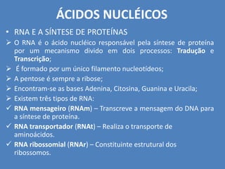 ÁCIDOS NUCLÉICOS
• RNA E A SÍNTESE DE PROTEÍNAS
 O RNA é o ácido nucléico responsável pela síntese de proteína
por um mecanismo divido em dois processos: Tradução e
Transcrição;
 É formado por um único filamento nucleotídeos;
 A pentose é sempre a ribose;
 Encontram-se as bases Adenina, Citosina, Guanina e Uracila;
 Existem três tipos de RNA:
 RNA mensageiro (RNAm) – Transcreve a mensagem do DNA para
a síntese de proteína.
 RNA transportador (RNAt) – Realiza o transporte de
aminoácidos.
 RNA ribossomial (RNAr) – Constituinte estrutural dos
ribossomos.
 