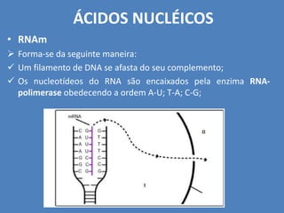 ÁCIDOS NUCLÉICOS
• RNAm
 Forma-se da seguinte maneira:
 Um filamento de DNA se afasta do seu complemento;
 Os nucleotídeos do RNA são encaixados pela enzima RNA-
polimerase obedecendo a ordem A-U; T-A; C-G;
 