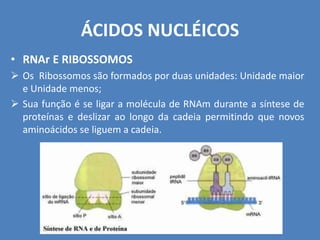 ÁCIDOS NUCLÉICOS
• RNAr E RIBOSSOMOS
 Os Ribossomos são formados por duas unidades: Unidade maior
e Unidade menos;
 Sua função é se ligar a molécula de RNAm durante a síntese de
proteínas e deslizar ao longo da cadeia permitindo que novos
aminoácidos se liguem a cadeia.
 