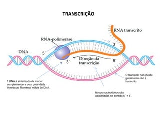 TRANSCRIÇÃO
1 RNA é sintetizado de modo
complementar e com polaridade
inversa ao filamento molde de DNA.
3´ 5´
5´
3´
Novos nucleotídeos são
adicionados no sentido 5´→ 3´.
O filamento não-molde
geralmente não é
transcrito.
 